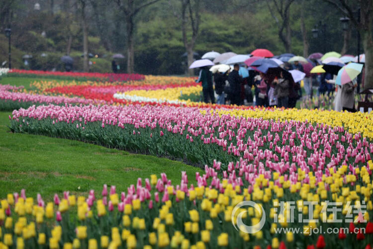 雨中赏花 别样美_fororder_W020230318299272824713