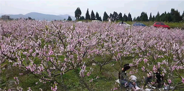 天府新区眉山片区：千亩“桃花源” 盛放迎客来_fororder_桃花美景-摄影-黄琳玲（1）