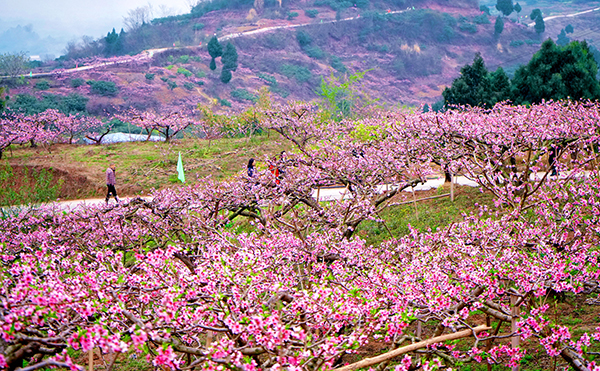 眉山仁寿：春暖桃花开 美景待客来_fororder_漫山遍野的桃花-供图-仁寿县委宣传部