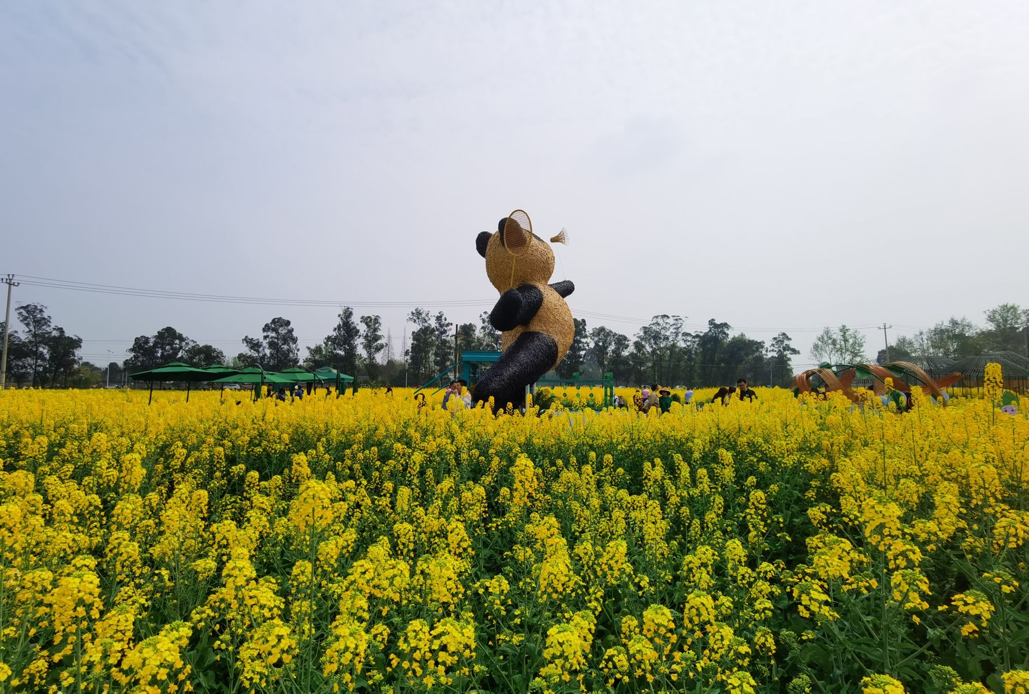 （转载）花重锦城，崇州独占三分春色