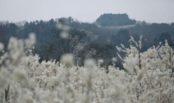 （转载）花重锦城，崇州独占三分春色