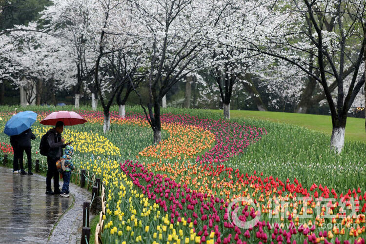 雨中赏花 别样美_fororder_W020230318299272612714