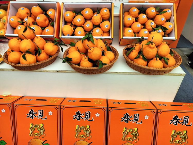 以“橙”为媒 以“桔”会友 第十一届丹棱不知火节启幕_fororder_4