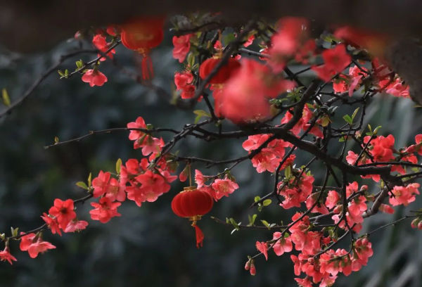 （转载）花重锦城，崇州独占三分春色