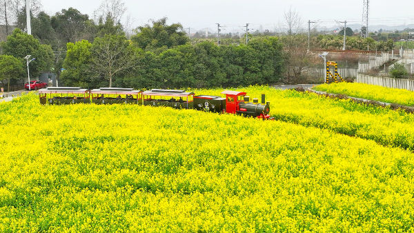 （转载）花重锦城，崇州独占三分春色