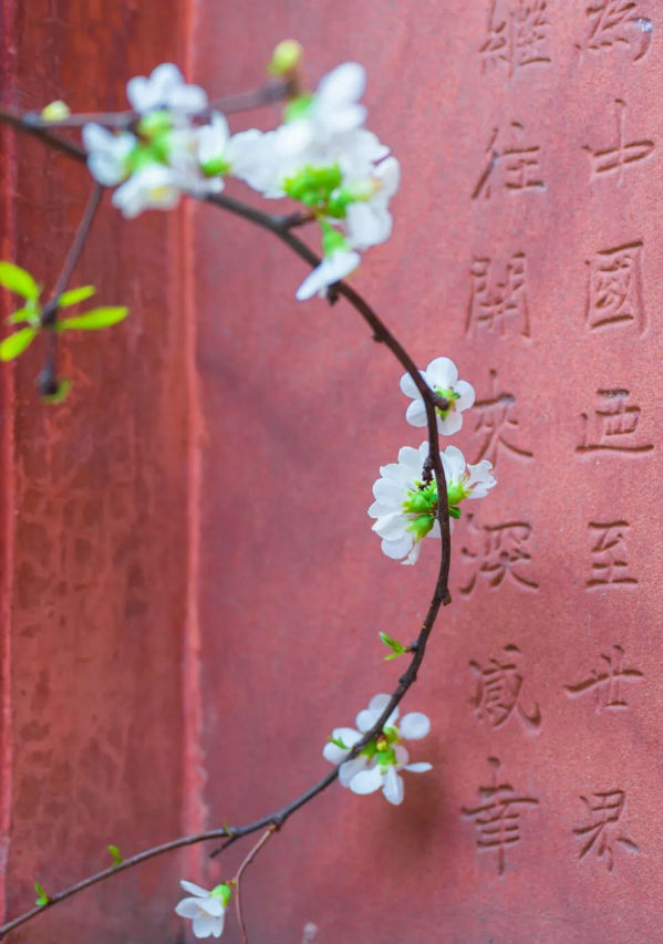 （转载）花重锦城，崇州独占三分春色