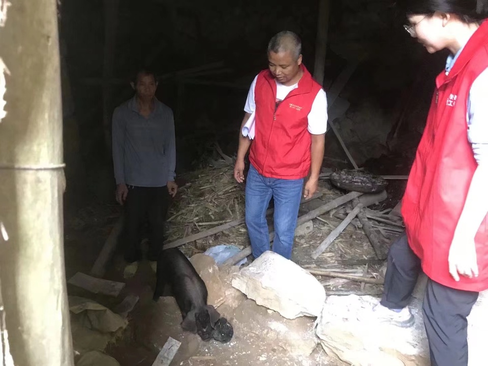 茶村第一书记龙延忠 从脱贫攻坚到乡村振兴“不歇气”_fororder_种猪苗给脱贫户韦德扬户。