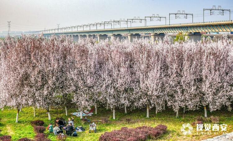李花怒放一树白 遥望疑似春飞雪