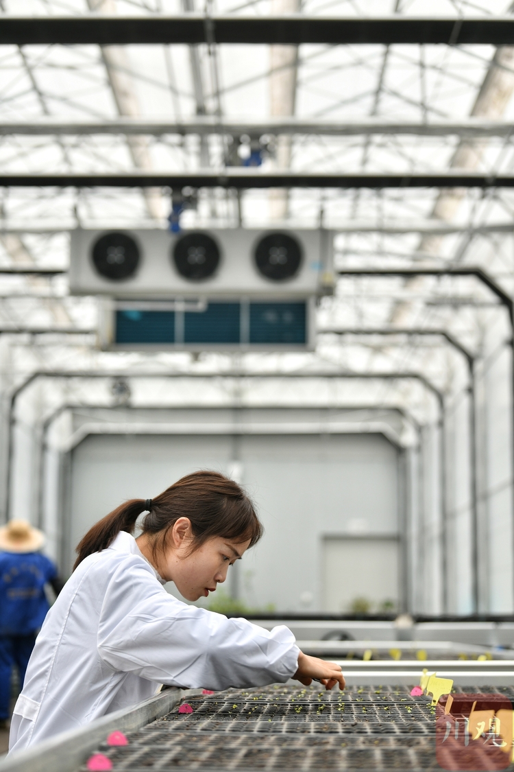 （转载）惊喜，4000粒太空芙蓉种子正在萌芽
