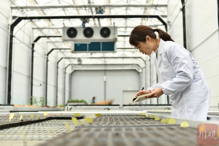 （转载）惊喜，4000粒太空芙蓉种子正在萌芽