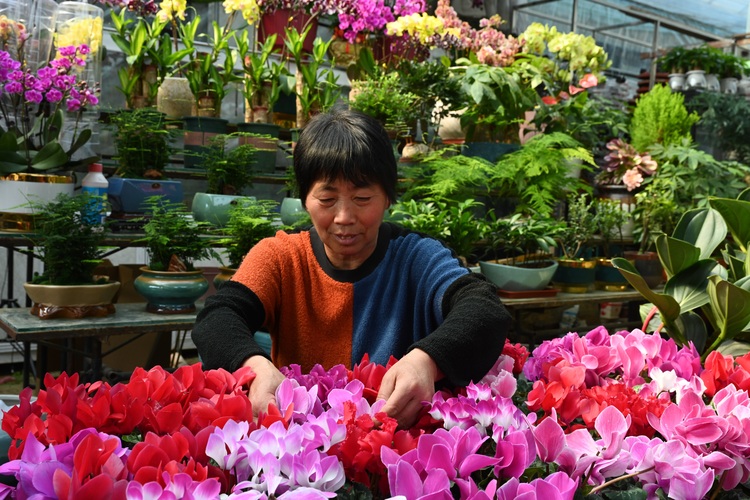 图片默认标题_fororder_图为种植户正在管理花卉.JPG