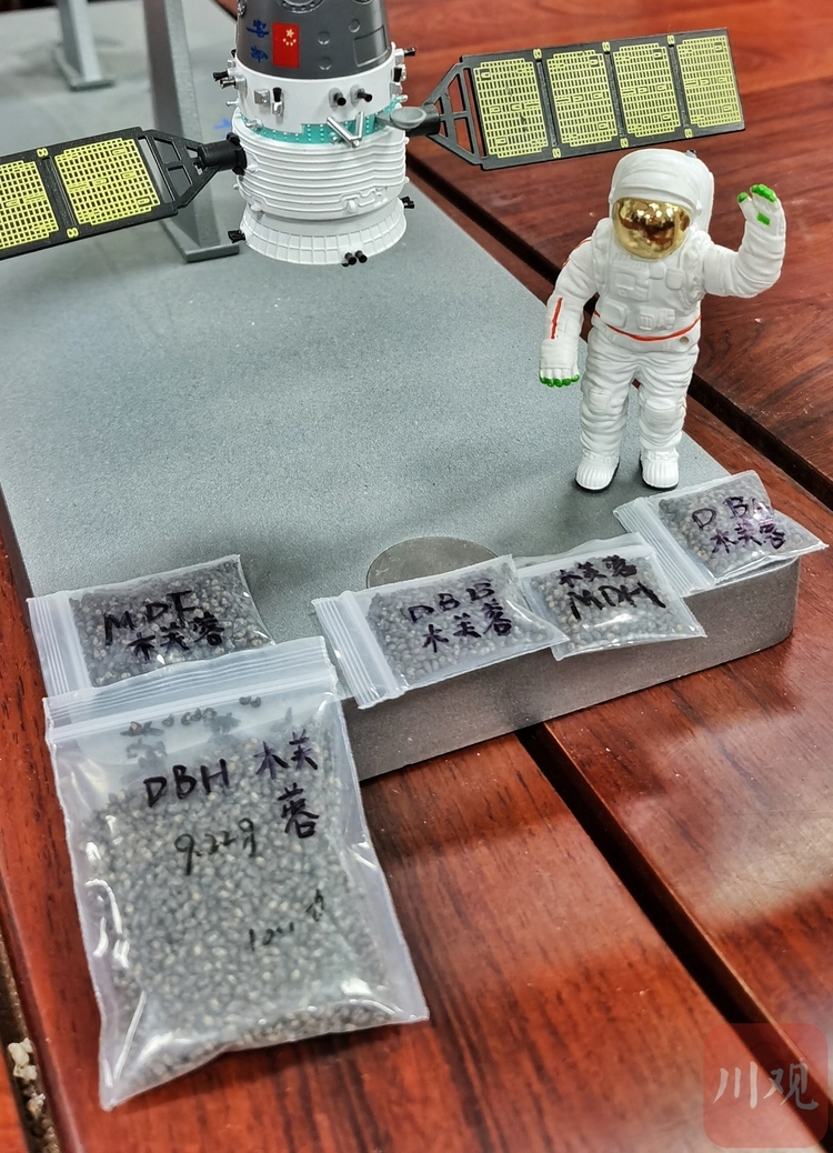 （转载）惊喜，4000粒太空芙蓉种子正在萌芽