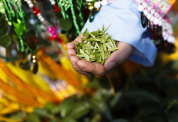 泸州古蔺：苗乡春茶开采 尝春天第一口“鲜”_fororder_刚采摘的春茶嫩芽（摄影：刘媛-）