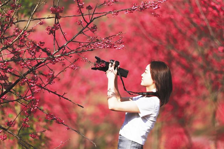 多彩贵州 百花争艳_fororder_2f11a085-42b3-4f4a-847b-ff3242cedcf9