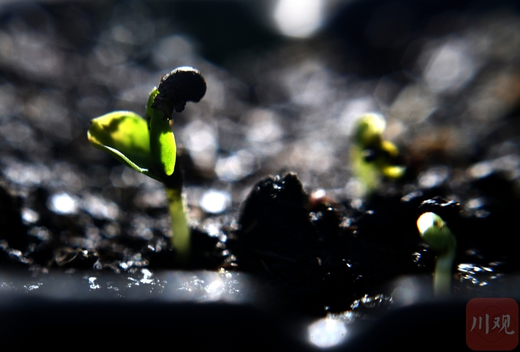 （转载）惊喜，4000粒太空芙蓉种子正在萌芽
