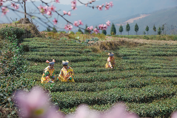 泸州古蔺：苗乡春茶开采 尝春天第一口“鲜”_fororder_苗家阿妹们在茶园中采茶（摄影：刘媛-）