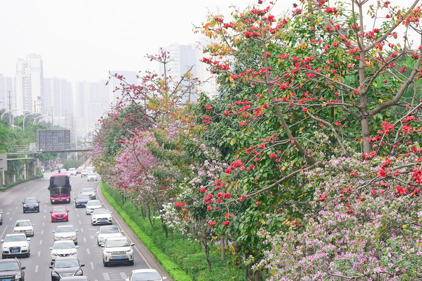 南宁市江南区：百花争艳满城香