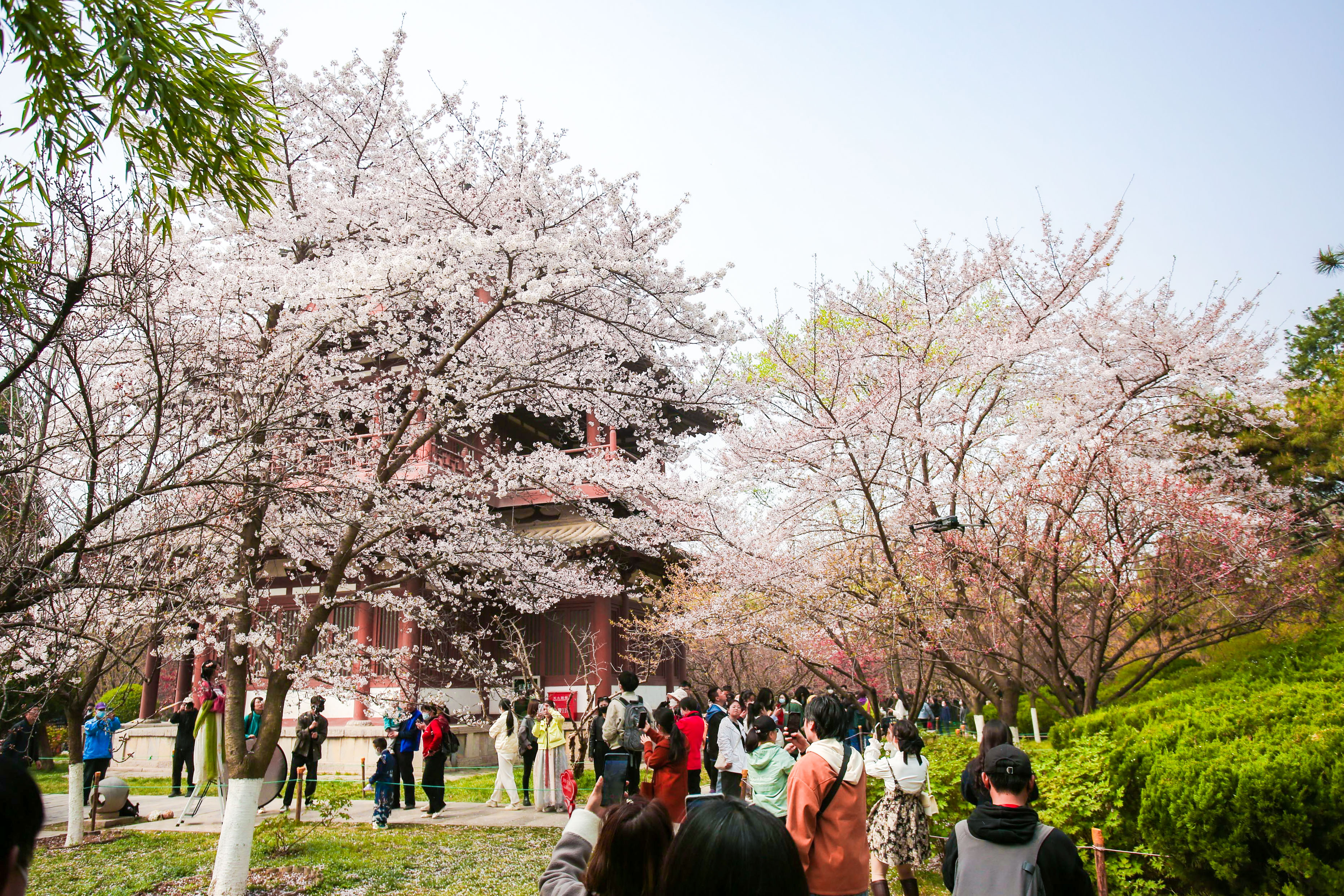 “花见雁塔 樱动全城”2023第七届雁塔国际樱花节开启春日之约_fororder_微信图片_20230322091612