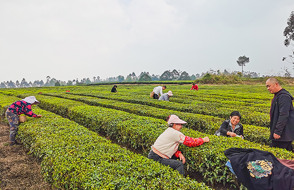 自贡荣县：60万斤春茶独芽卖了7800余万元_fororder_茶叶采摘现场