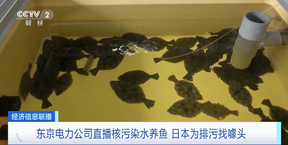 直播核污染水养鱼？日本为排污找噱头