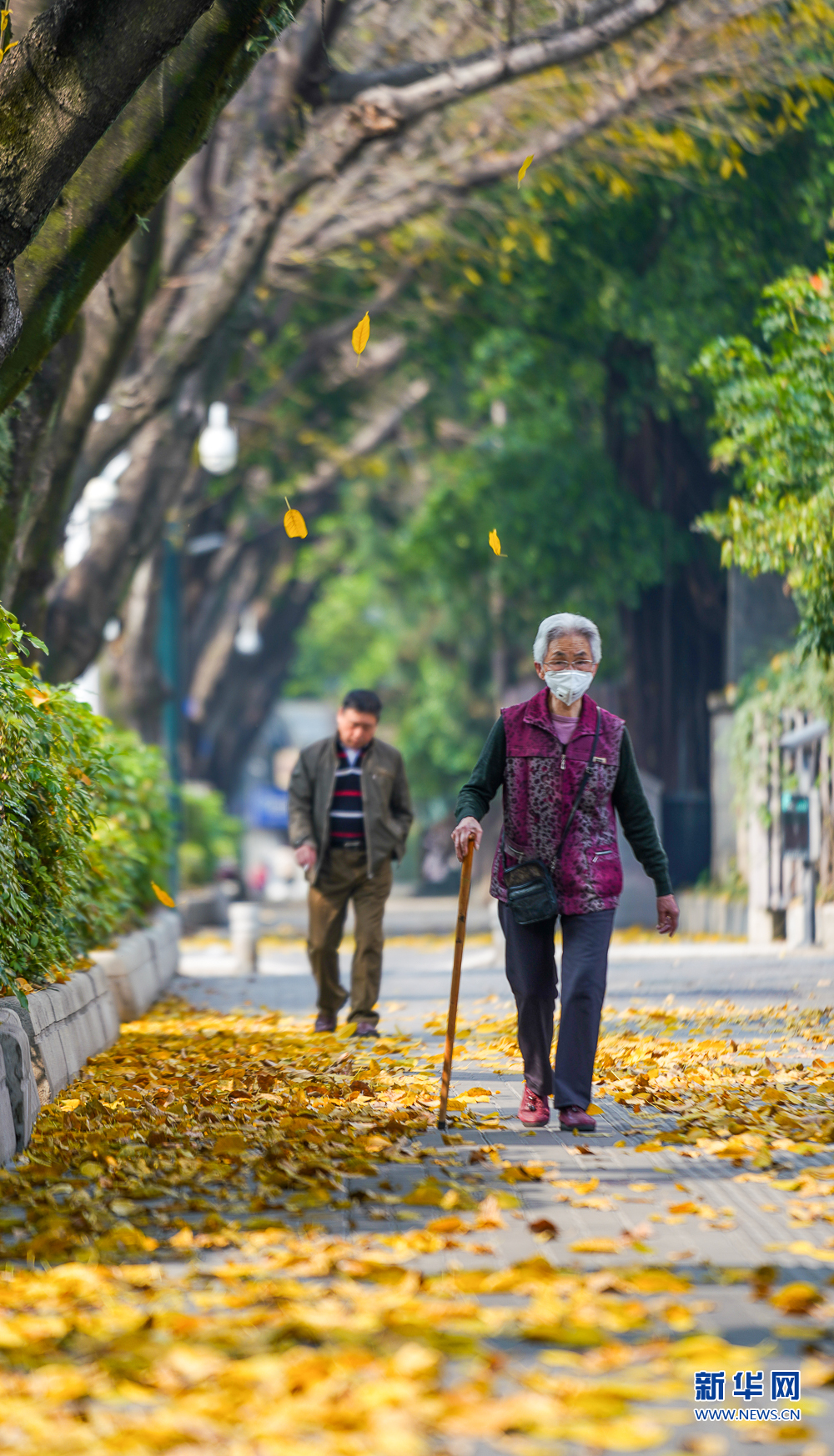 福州奇景：春风吹闽江 落叶满榕城