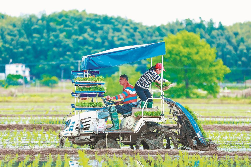 福建省各地田间地头一片繁忙 为全年丰收打下坚实基础_fororder_f6077973-0a22-4203-8a58-d2a508e397f5