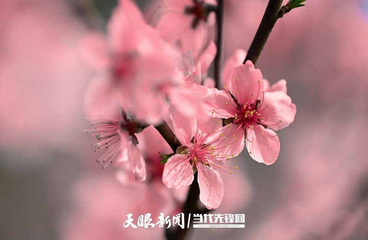 贵阳永乐：灼灼桃花笑春风_fororder_微信图片_20230324082500