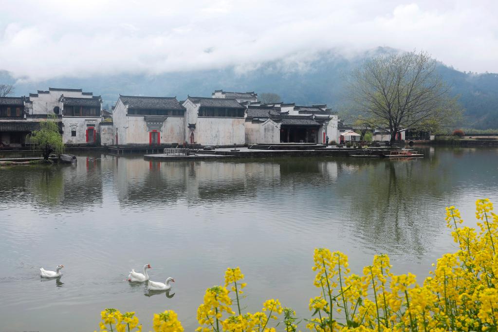 安徽黄山：雨后古村春色美