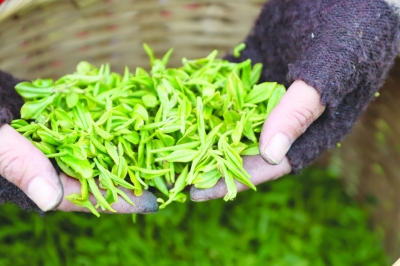 南京：雨花茶为媒 “文化+农业”助力乡村振兴