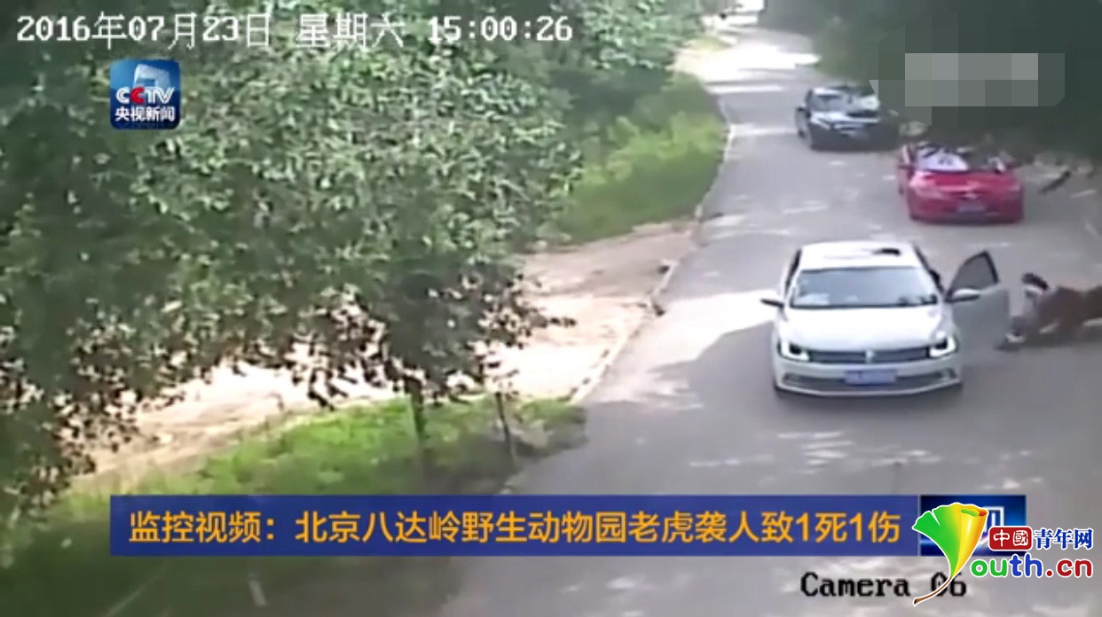 北京八达岭动物园:伤人老虎将被圈养 不会被处置