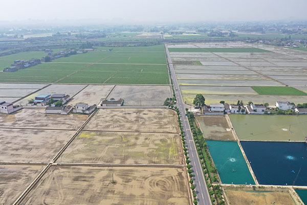 （张）眉山：“天府粮仓”永丰示范区水稻栽插忙_fororder_永丰示范区-供图-东坡区委宣传部
