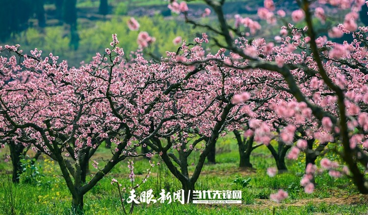 贵阳永乐：灼灼桃花笑春风_fororder_微信图片_20230324082443