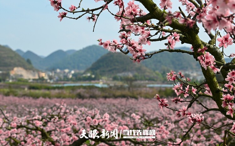 贵阳永乐：灼灼桃花笑春风_fororder_微信图片_20230324082503
