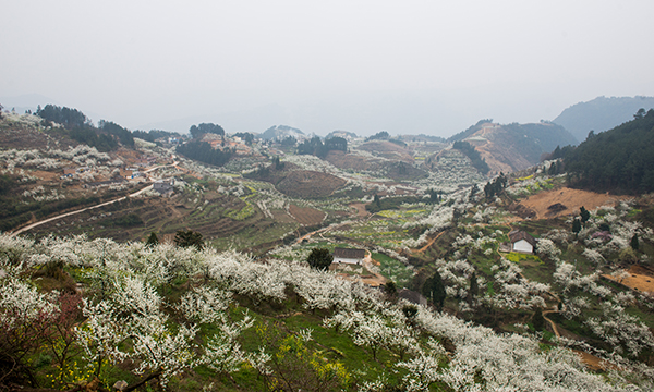 泸州叙永县：做强“赏花经济” 促进文旅消费全面加速回暖_fororder_叙永县赤水镇乌蒙花海（魏廷华摄影）-(4)