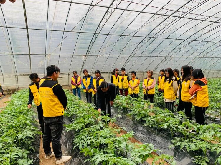 全国三八红旗手蔡佳言：扎根乡村，在乡间地头开辟“金色”天地