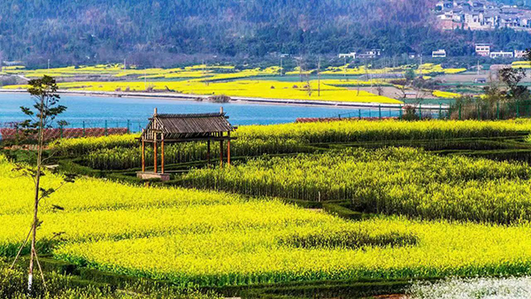 南充：以“旅游画笔”绘乡村振兴新画卷_fororder_凤仪湾油菜花-供图-高坪区文化广播电视和旅游局