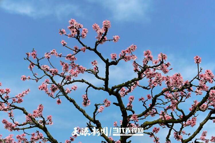 贵阳永乐：灼灼桃花笑春风_fororder_微信图片_20230324082515