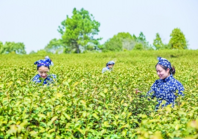 南京：雨花茶为媒 “文化+农业”助力乡村振兴