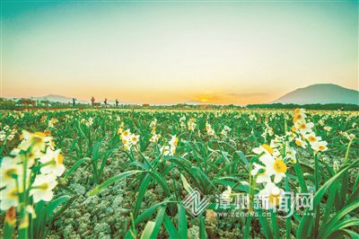 【旅游 主推】【滚动新闻】【地市 漳州】（显示标题：漳州圆山脚下“水仙花海”美得醉人）漳州“水仙花海”醉人 “花海+旅游”引来游人如织