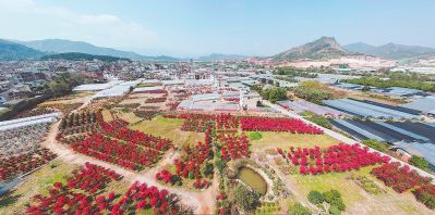 【旅游 列表】【滚动新闻】【地市 漳州】漳州龙海木棉村：创造三角梅的流行色