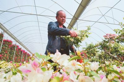 【旅游 列表】【滚动新闻】【地市 漳州】漳州龙海木棉村：创造三角梅的流行色