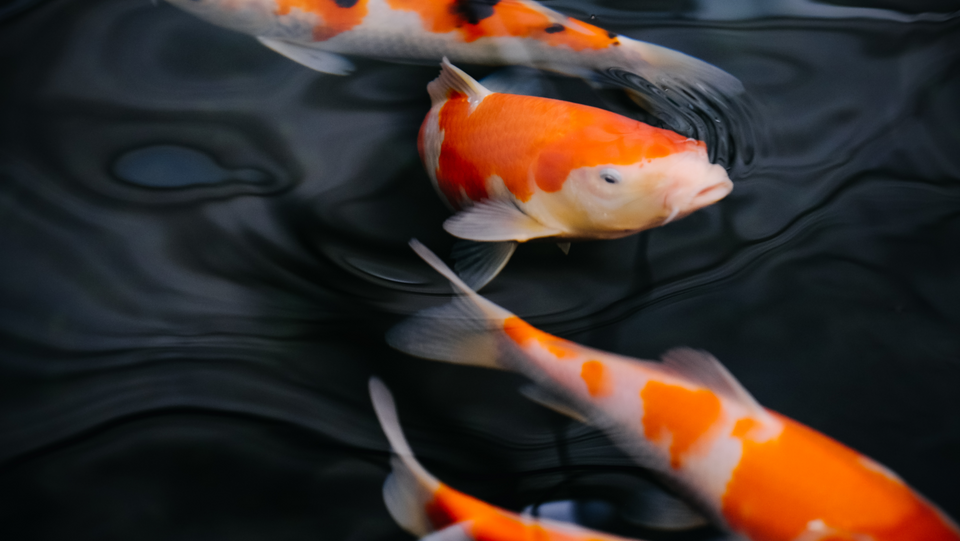 山东济南：锦鲤争艳迎春日氛围