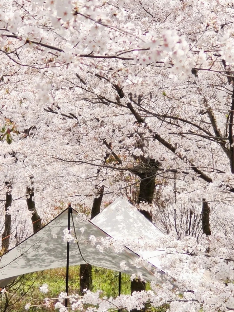 樱繁春日斜 樱花落满头 贵州平坝羊昌乡赏樱正当时_fororder_1