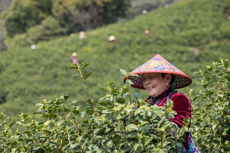 一千多万公斤茶叶从哪里来？探访湖州不一样的“新茶经”_fororder_微信图片_20230327221805