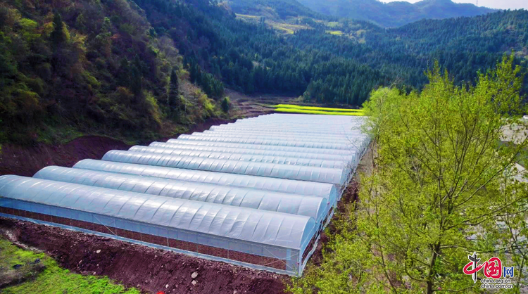 （转载）广元市利州区宝轮镇：建立绿色食品原料基地 助力创建中国绿色食品工业名城