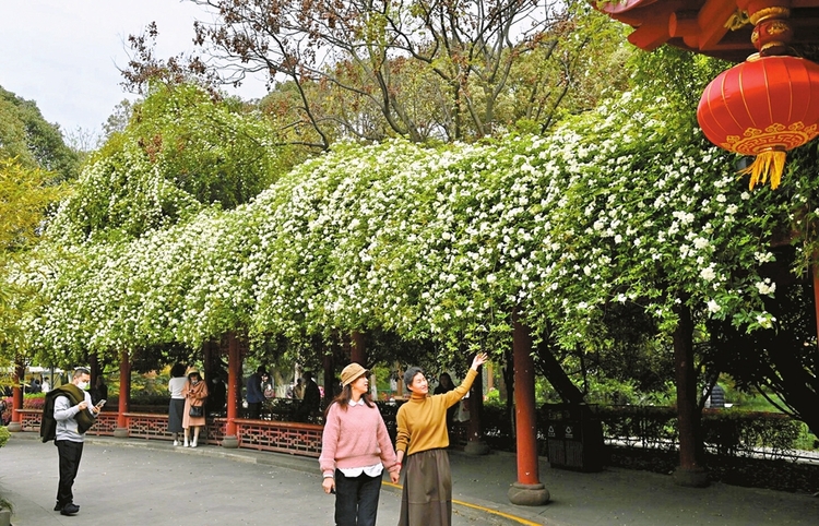 （转载）春日成都 紫藤如瀑花如雪
