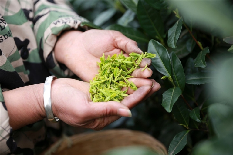 一千多万公斤茶叶从哪里来？探访湖州不一样的“新茶经”_fororder_微信图片_20230327221801