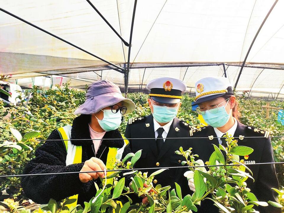 西双版纳勐海：拓展果莓出口市场_fororder_9f24