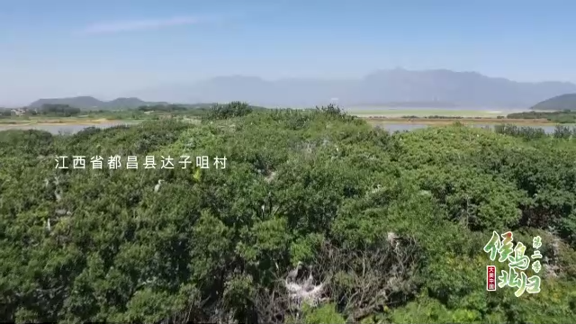 大美中国 候鸟北归丨苍鹭“衔”来的村庄