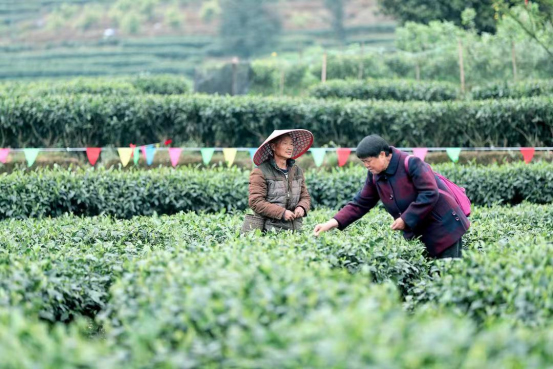 2023年中国·沐川紫茶节开幕 叶子里的农旅新生态_fororder_未标题-2